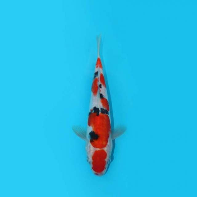 YOTSU_SANKE_21 CM