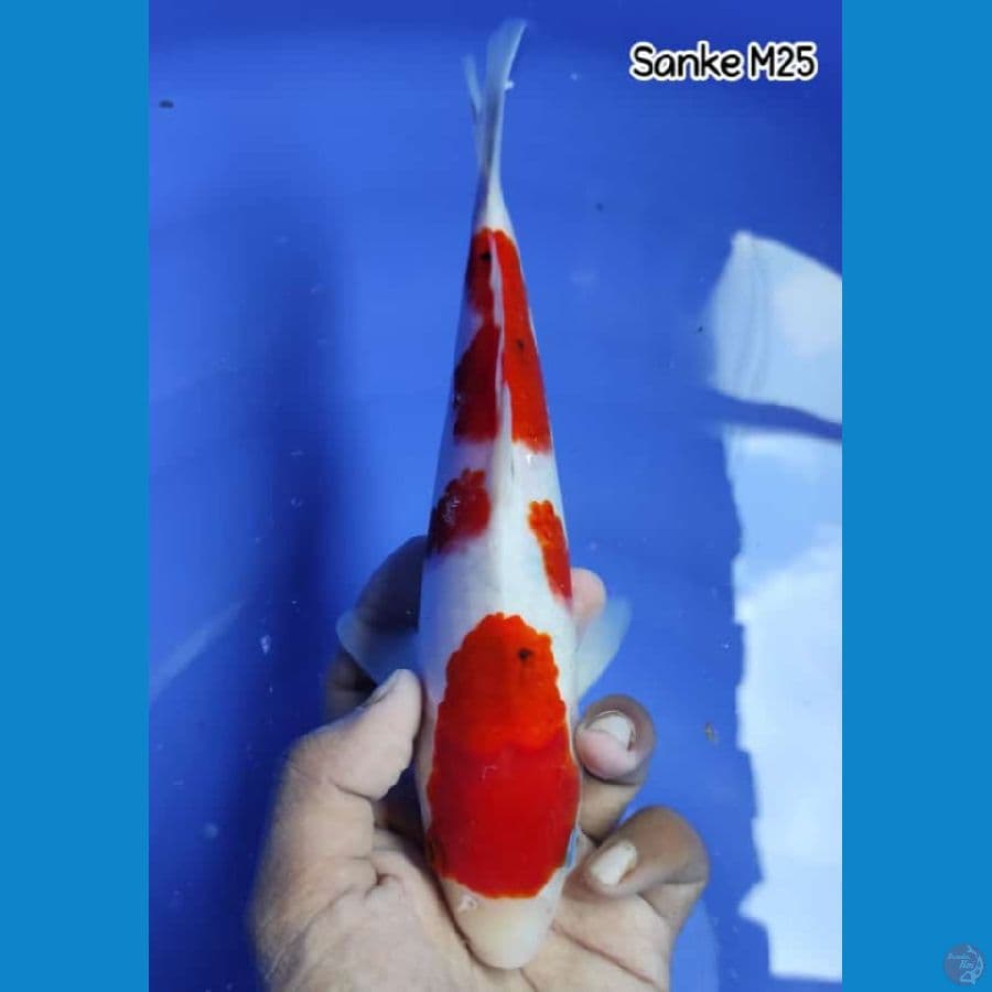 SANKE ~ Male 25cm