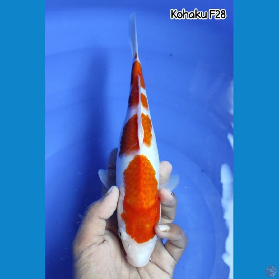 KOHAKU ~ 28CM