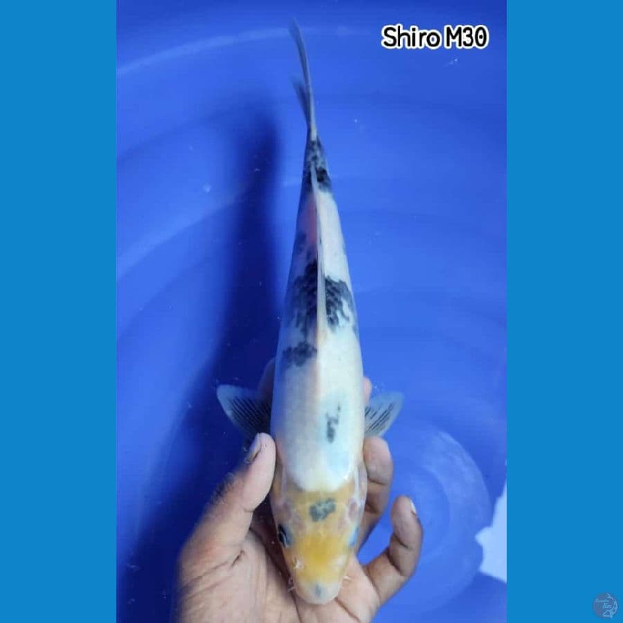 SHIRO ~ MALE 30CM