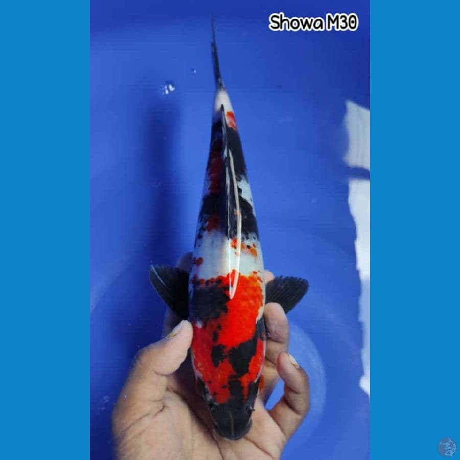 SHOWA ~ MALE 30CM