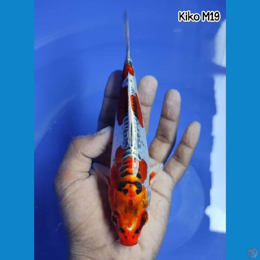 KIKOKURYU ~ 19CM