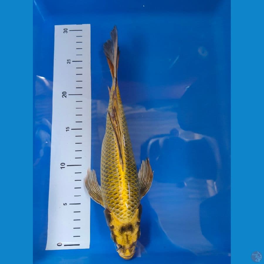 golden dragon matsuba 30 cm