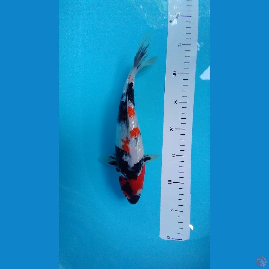 Rajasa.koi