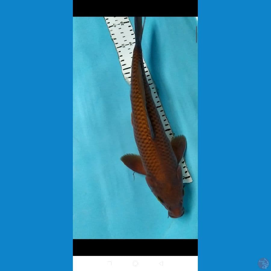 chagoi tembaga