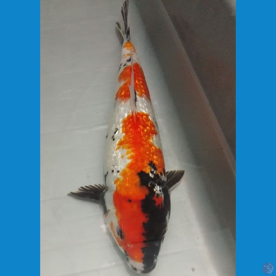 32cm Showa gindrin bakat jumbo