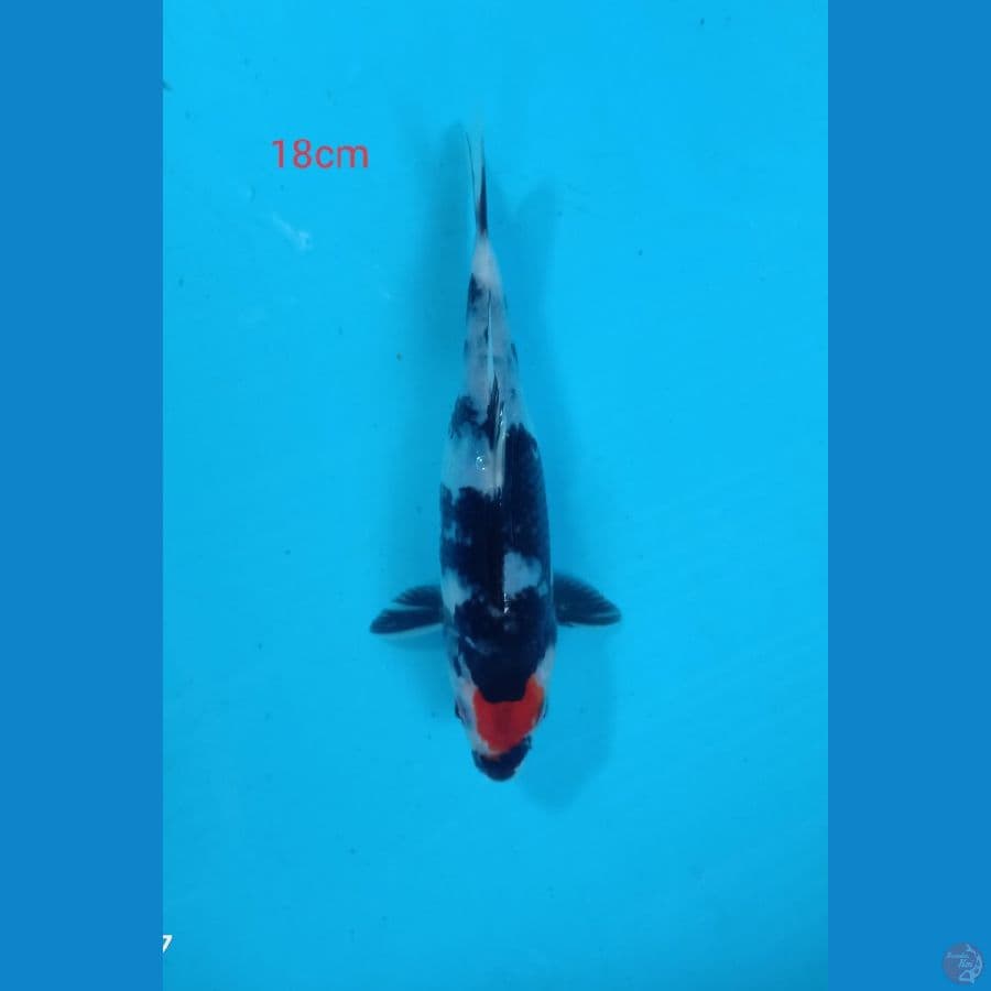 tancho 18cm