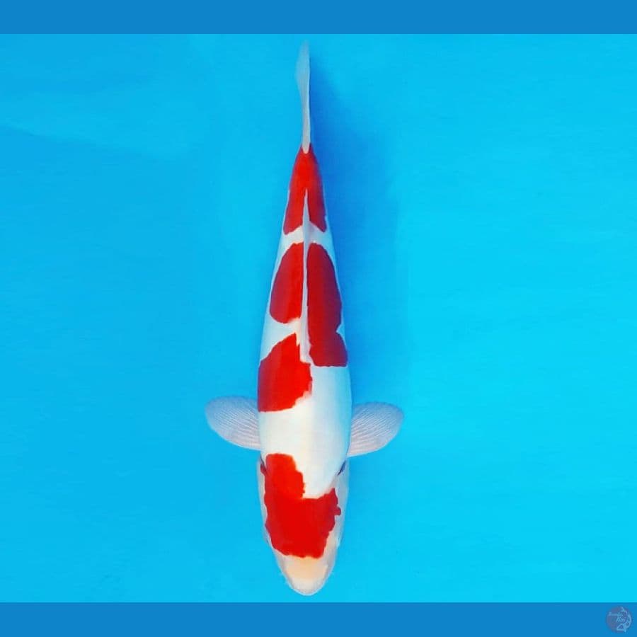 HANAMASA 1 ~ KOHAKU DOITSU MURNI 29 cm/male ™