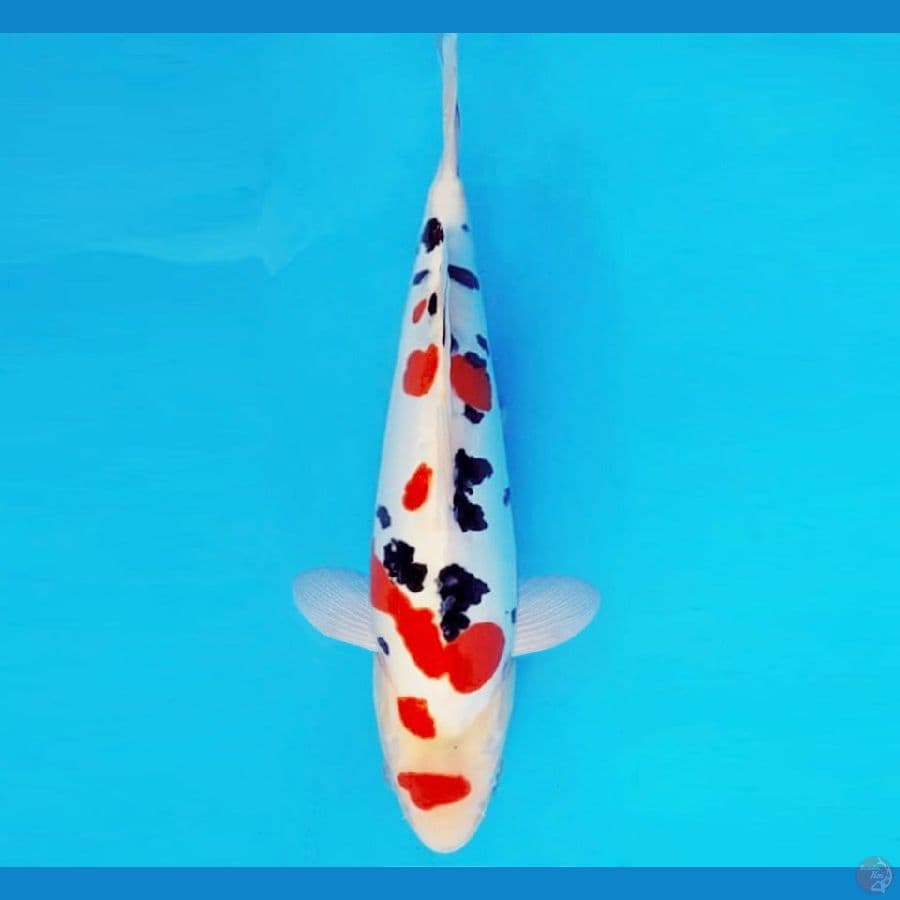 HANAMASA 3 ~ SANKE DOITSU MURNI 31 cm/male ™