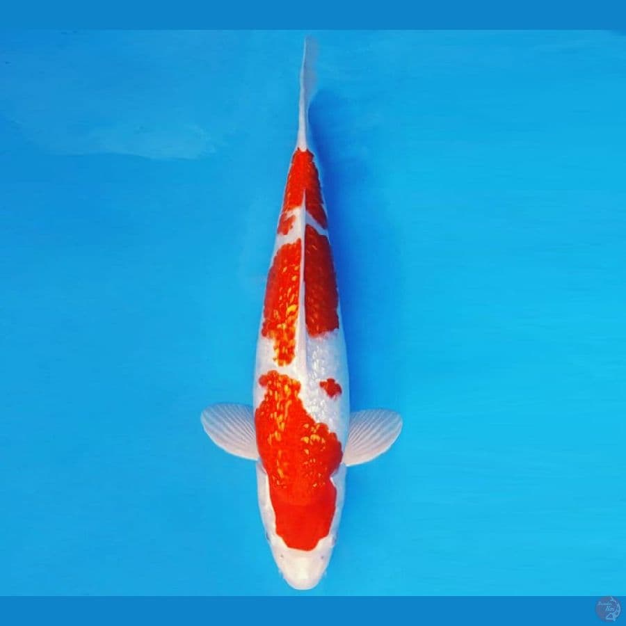 HANAMASA 4 ~ KOHAKU GIN RIN 35 cm/male ™