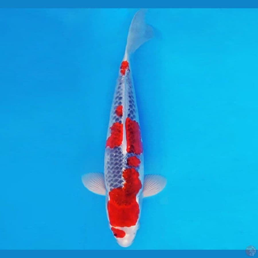 HANAMASA 6 ~ GOSHIKI 32 cm/male ™