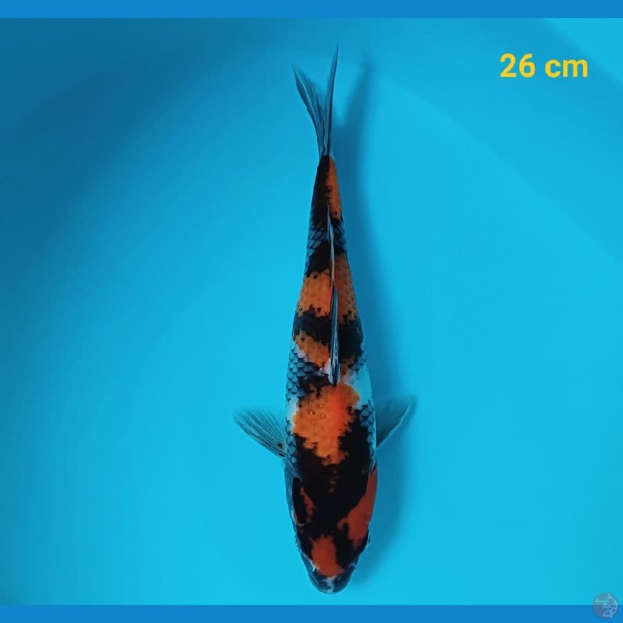 Hishowa 26 cm