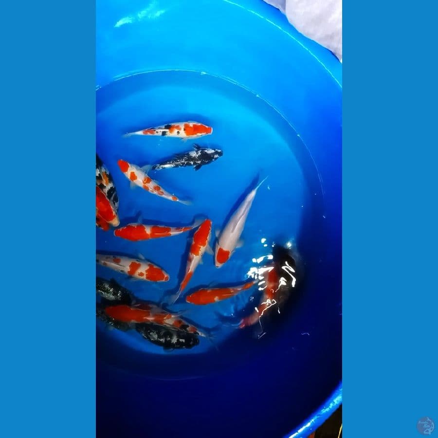 22 30 cm 20 ekor mix