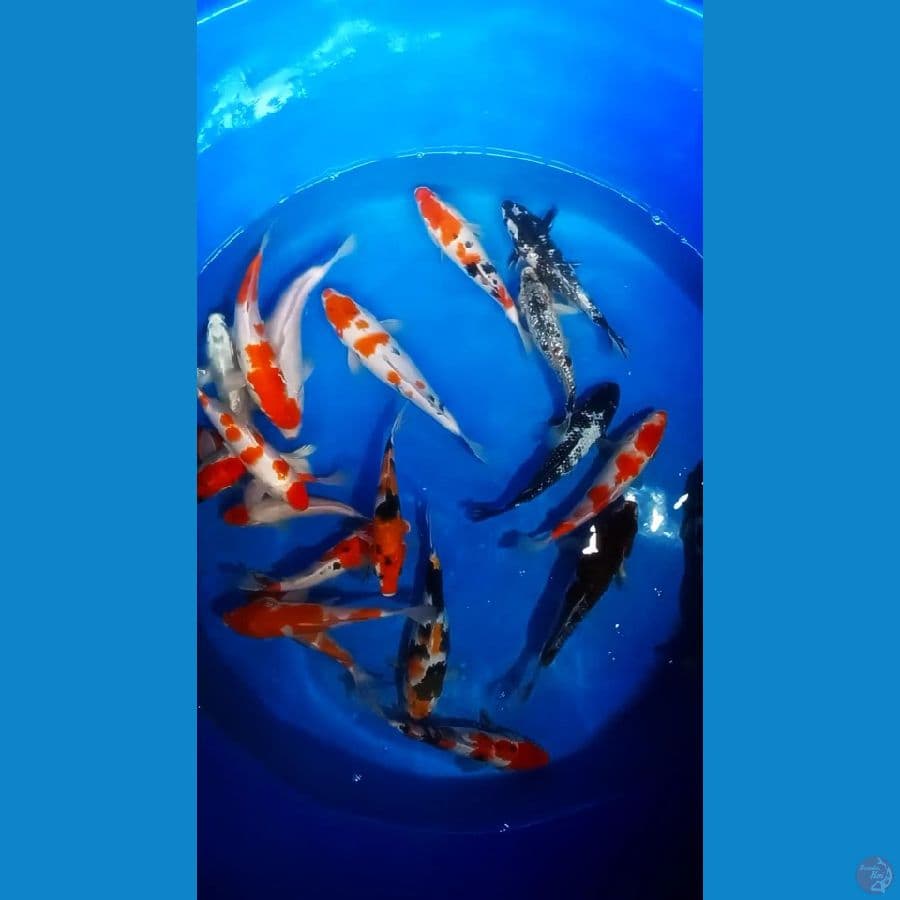 22 30 cm 20 ekor mix