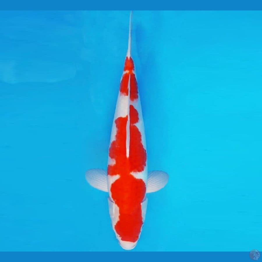 HANAMASA 12 ~ KOHAKU 34 cm/male ™