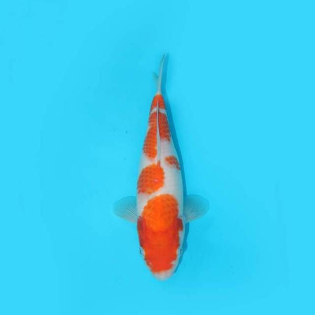 YOTSU_KOHAKU F1_23 CM