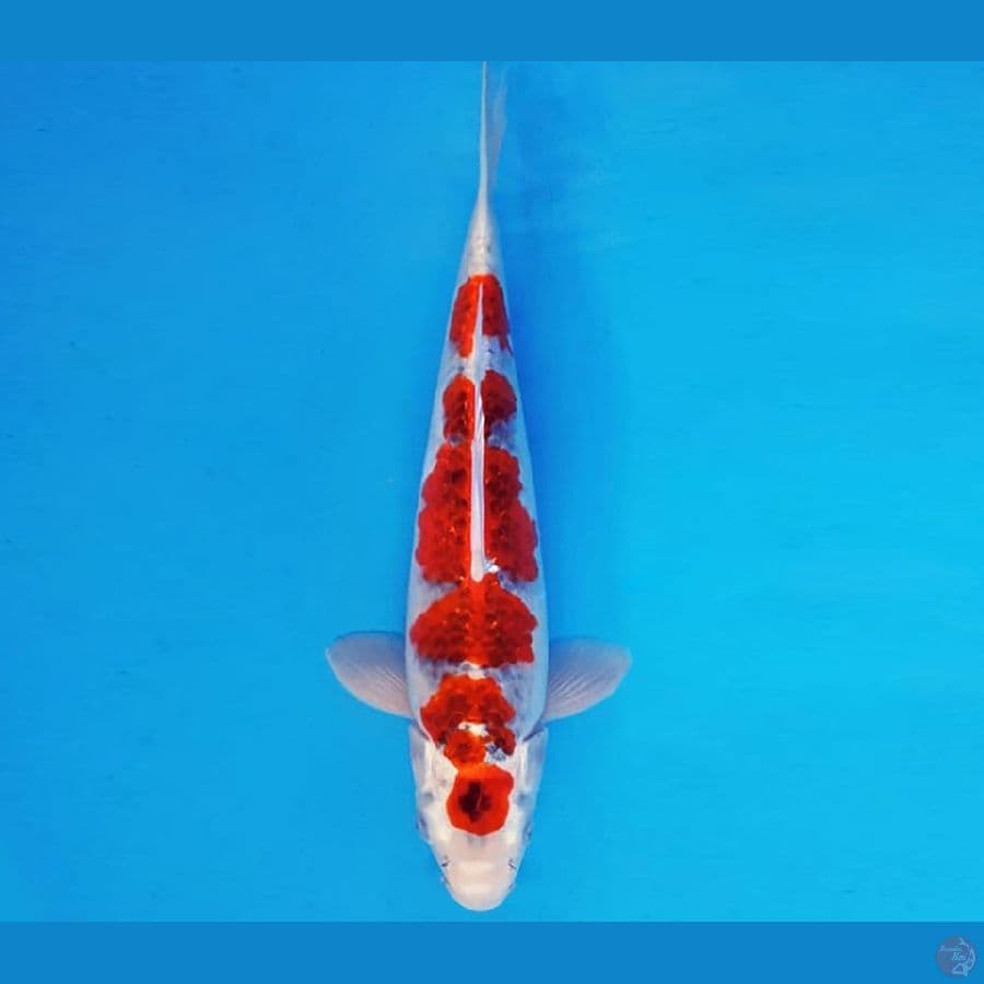HANAMASA 18 ~ GOSHIKI 34 cm/male ™