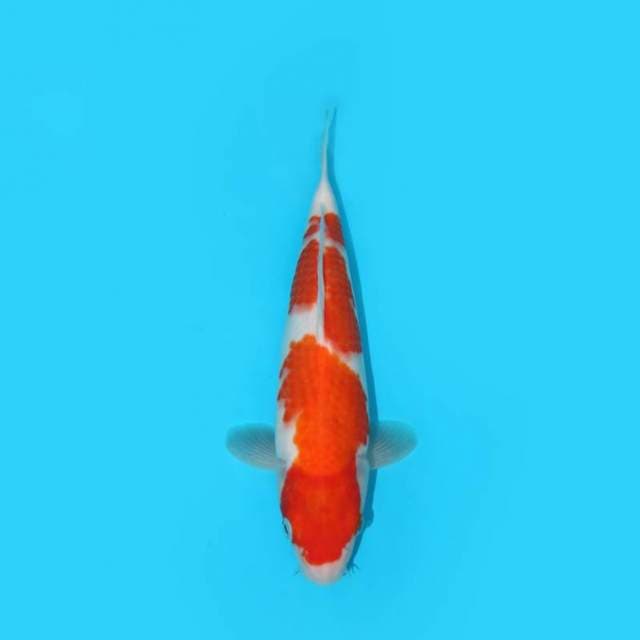 YOTSU_KOHAKU F1_29 CM