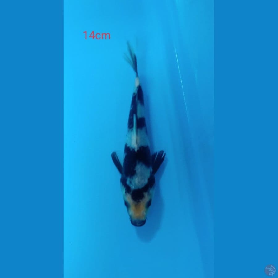 shiro 14cm