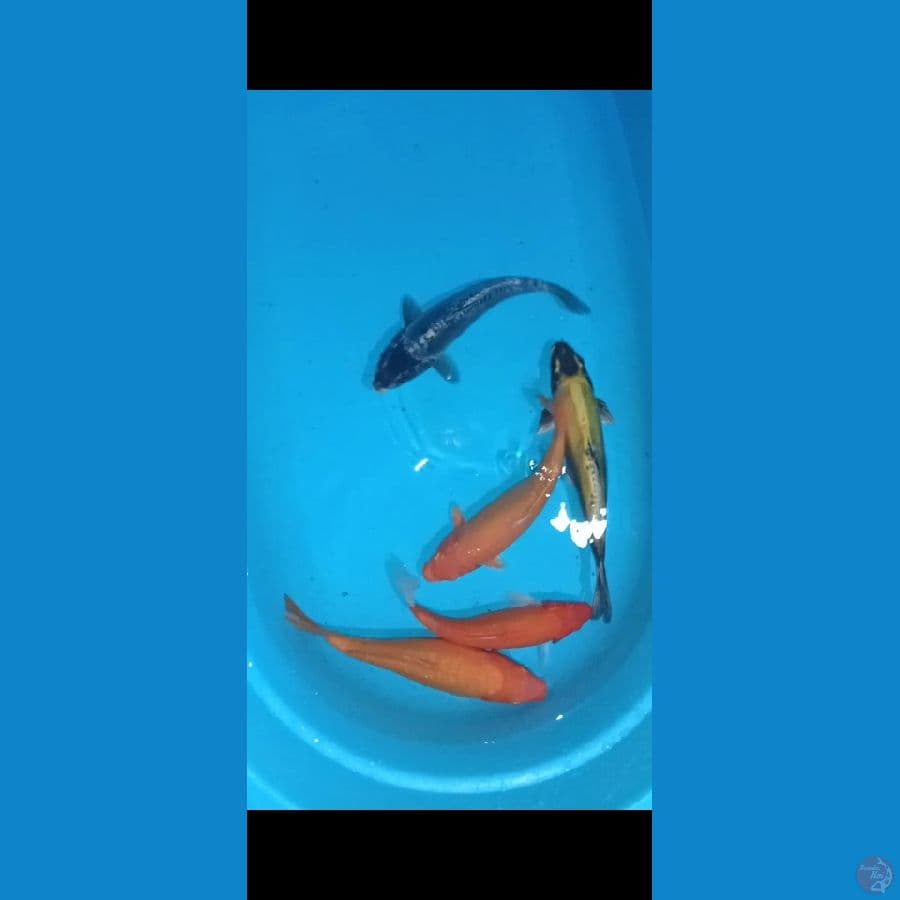 kiko doit dan akahajiro doit 26-30cm 5 ekor