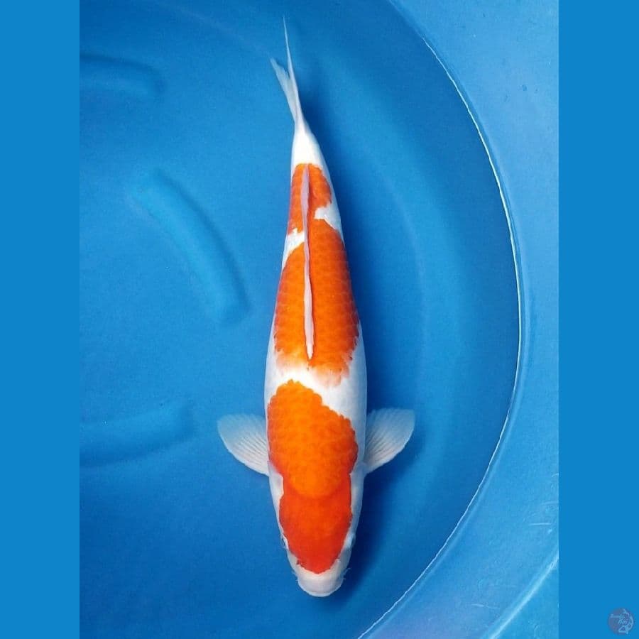 KOHAKU 55 BU FEMALE