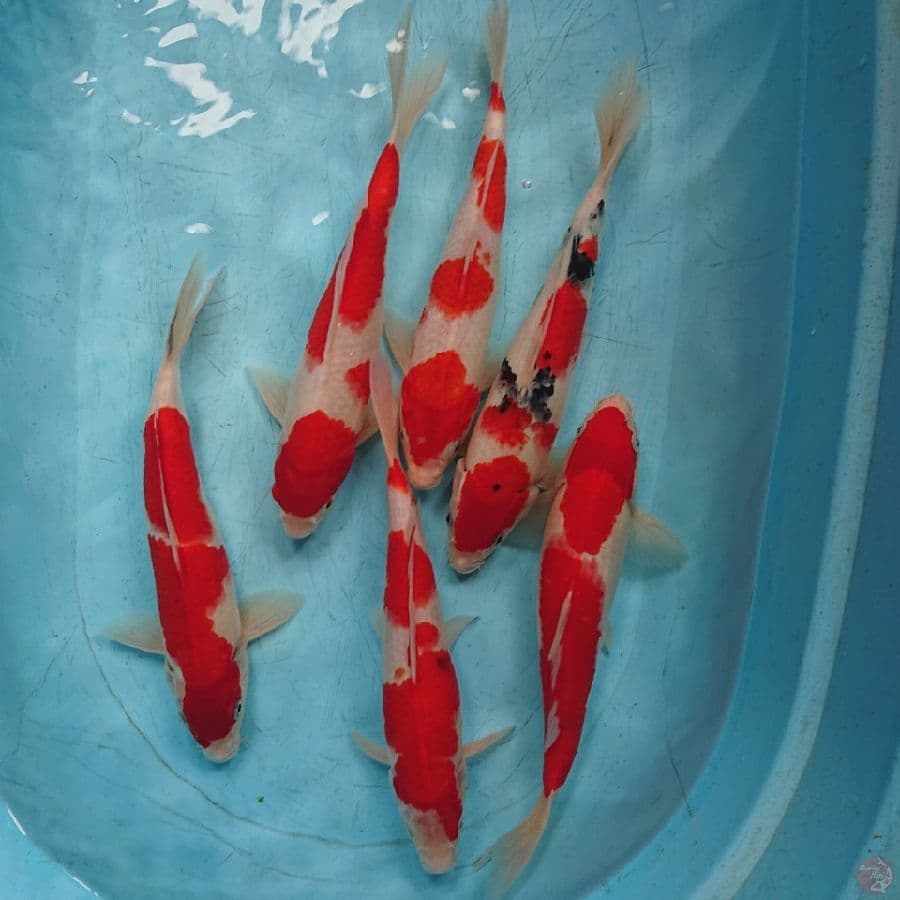 PKET KOHAKU SANKE ( 6 ekor ) 29-30 cm