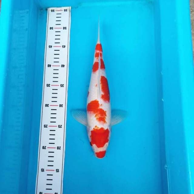 KUCIBENI KOHAKU