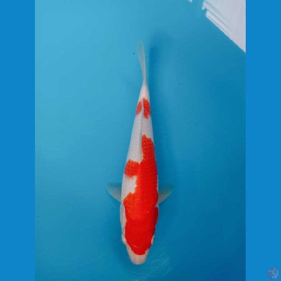 KOHAKU FEEMALE 23CM