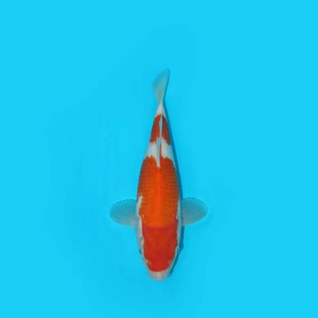 25 cm - KOHAKU - umur 5 bln