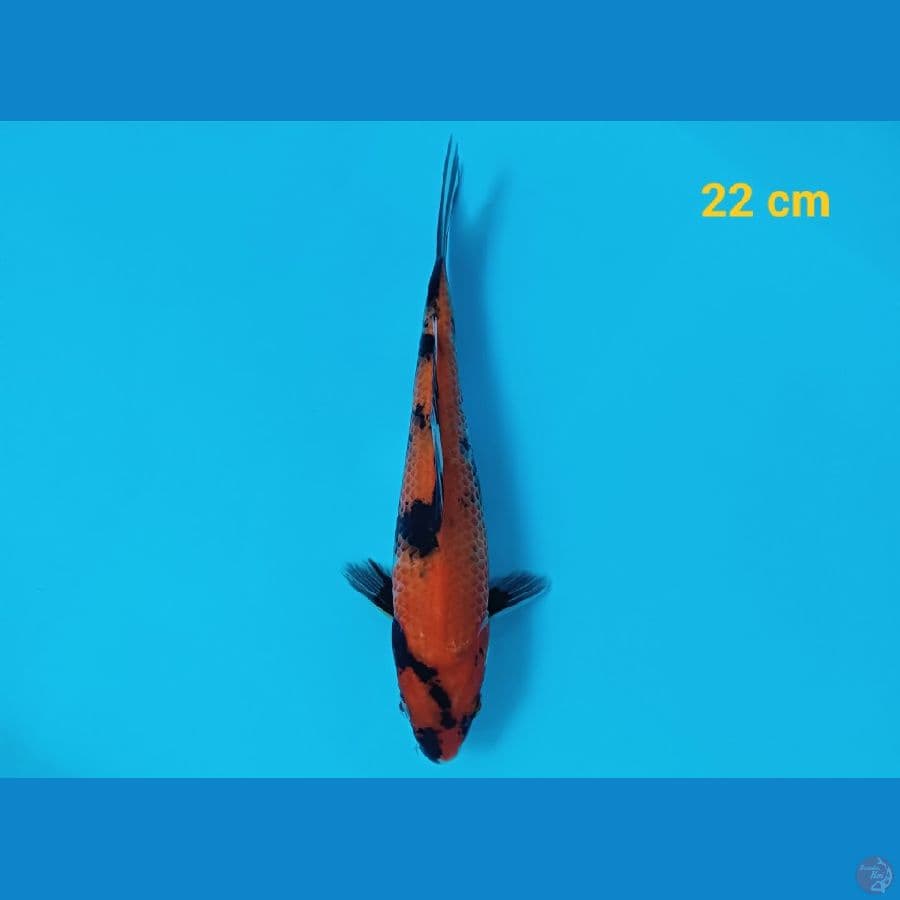 Hishowa 22 cm