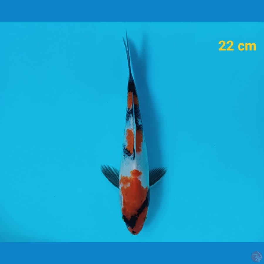 Kindai 22 cm