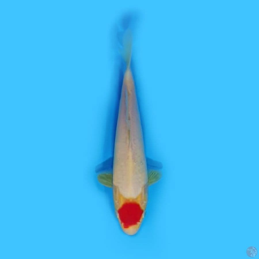 TANCHO 23 cm