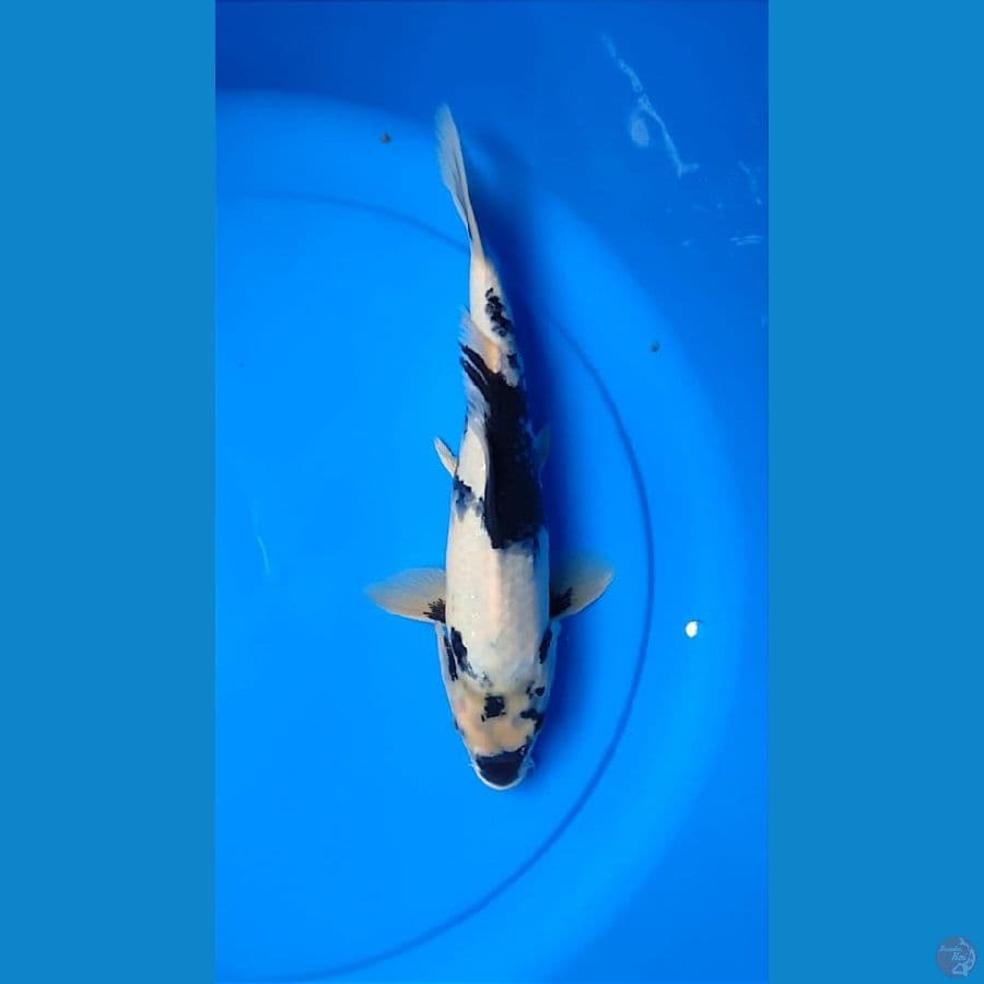 Shiro 28 cm