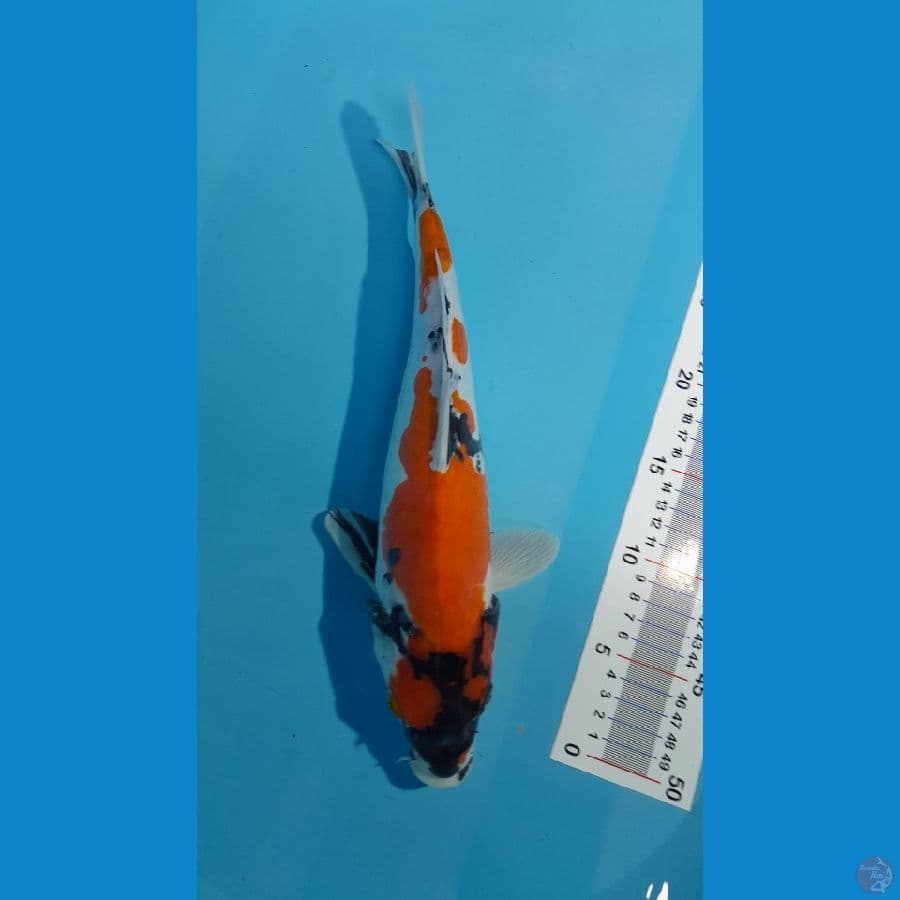 SHOWA DOITSU 33CM