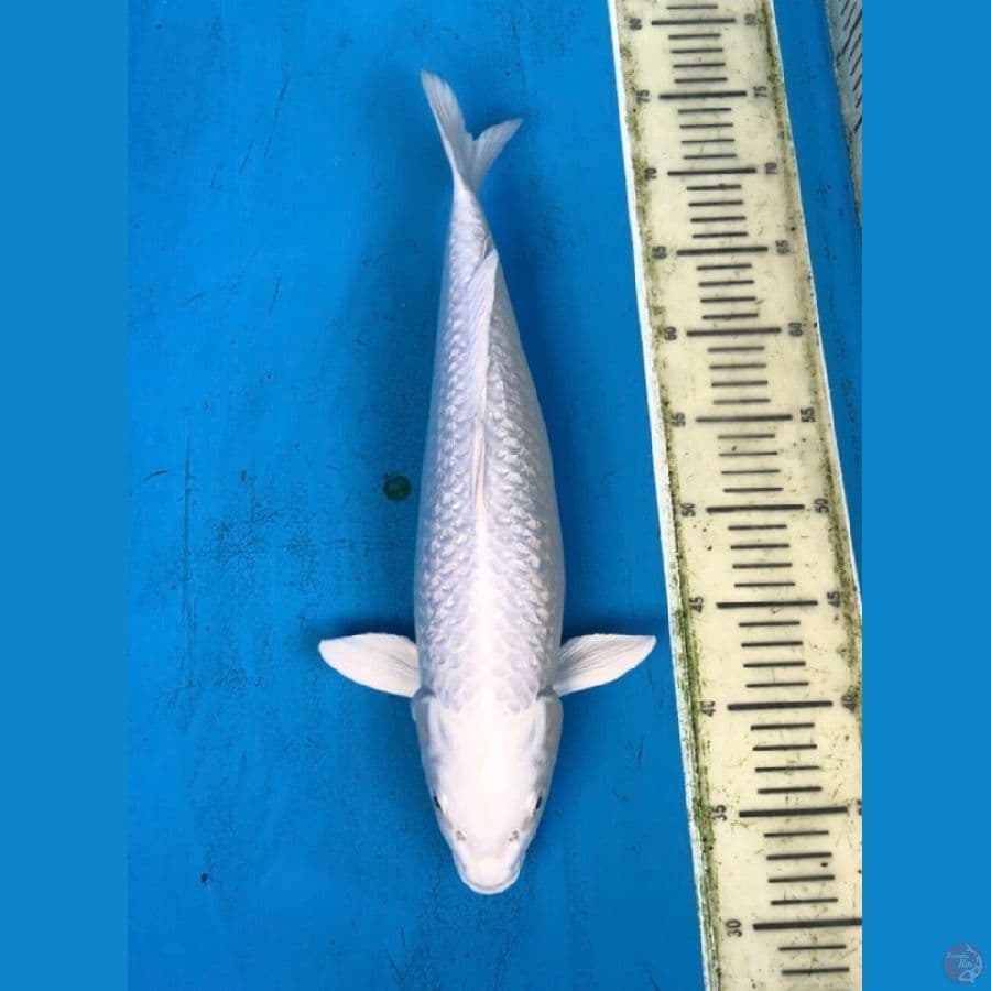 HQ Platinum Ginrin 42cm