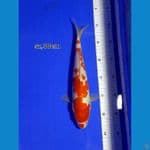 kohaku 30cm