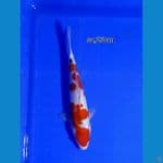 sanke 25cm
