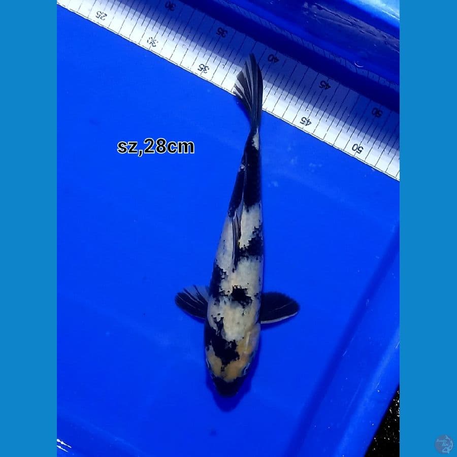 shiro 28cm