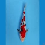 sanke 27 cm