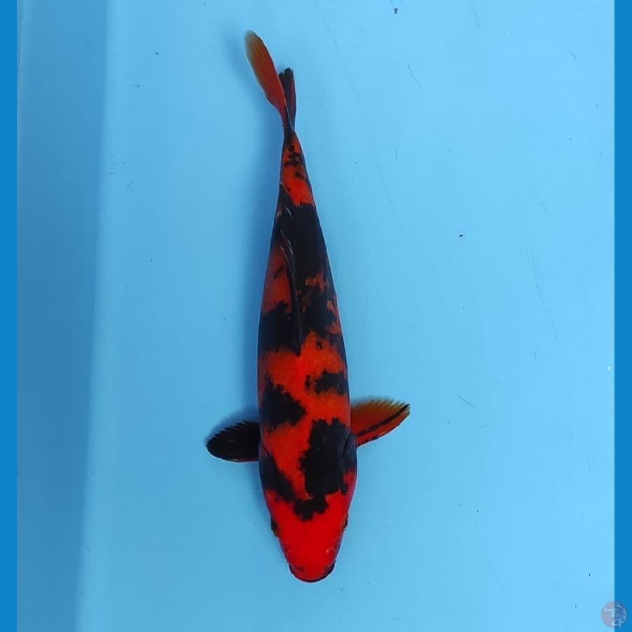 hi utsuri 25 cm