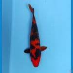 hi utsuri 25 cm