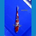 sanke 27cm