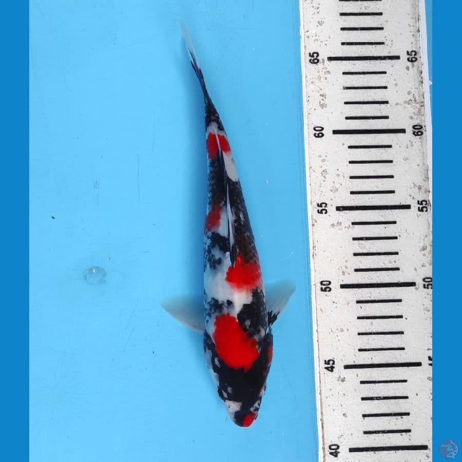 showa 24 cm