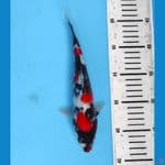 showa 24 cm