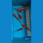 Kohaku Sanke 19-24 cm
