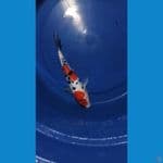 Sanke Doitsu 30Cm