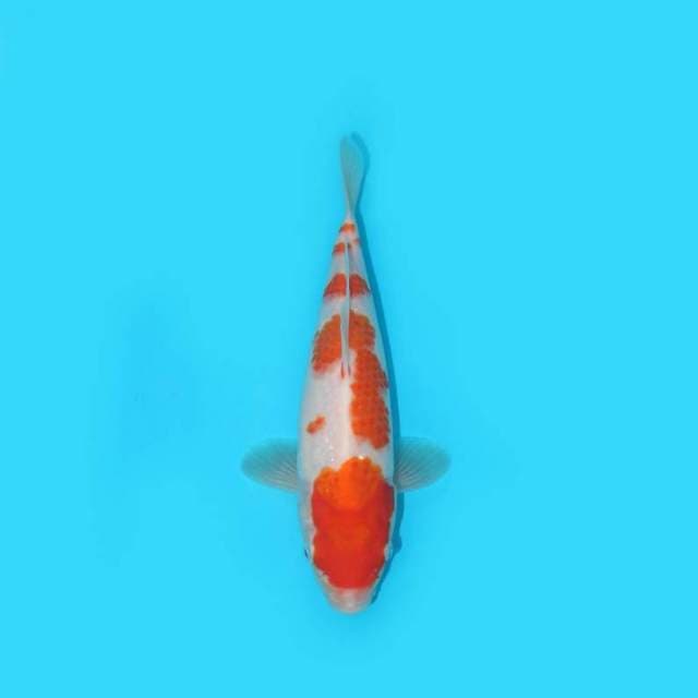 26 cm - KOHAKU - NKF