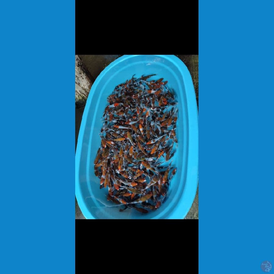 bibitan budo goromo grade A -+ 10 15 cm,, 250 ekor