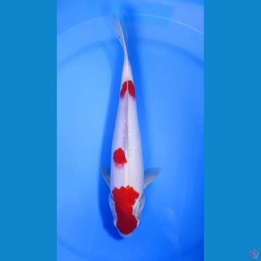 kohaku 34cm