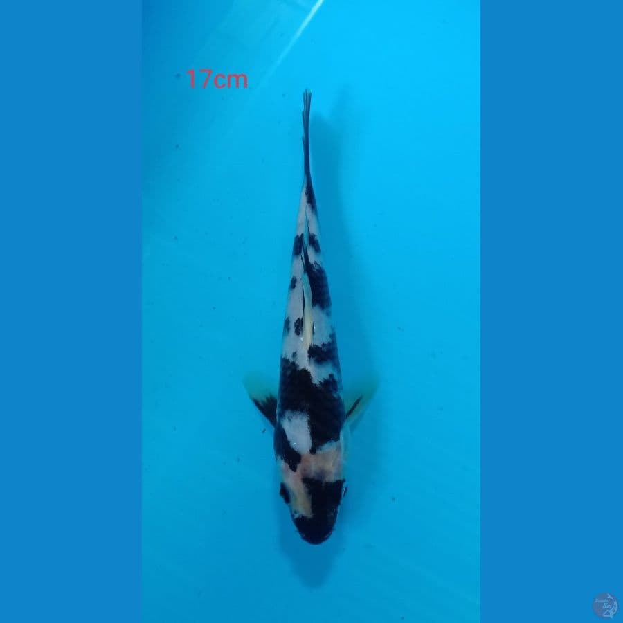 shiro 17cm
